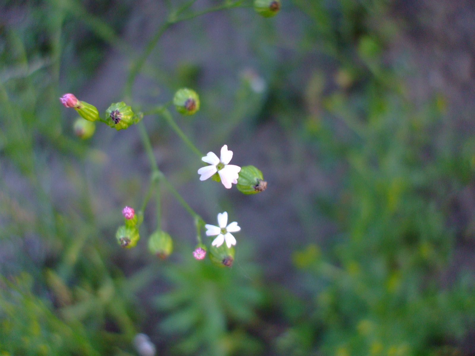 Silene antirrhina